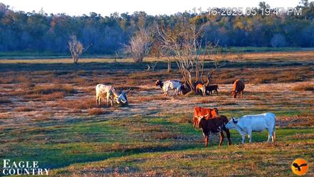 Southwest Florida River Wildlife Live Cams - Nov 16, 2025, 8:50pm EST