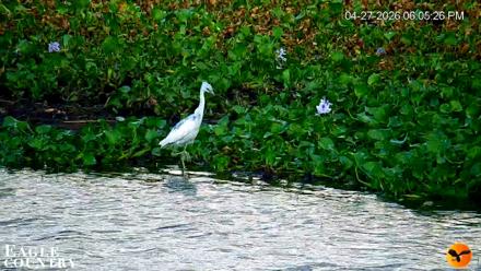Southwest Florida River Wildlife Live Cams - Apr 27, 2026, 6:06pm EDT