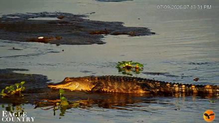 Southwest Florida River Wildlife Live Cams - Jul 9, 2026, 7:14pm EDT
