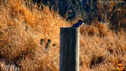 Southwest Florida River Wildlife Live Cams - Feb 4, 2026, 9:07pm EST
