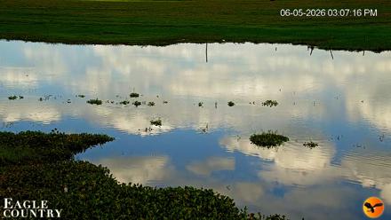 Southwest Florida River Wildlife Live Cams - Jun 5, 2026, 3:07pm EDT