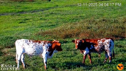 Southwest Florida River Wildlife Live Cams - Dec 11, 2025, 6:38pm EST