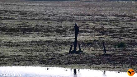 Southwest Florida River Wildlife Live Cams - Mar 7, 2026, 7:41am EST