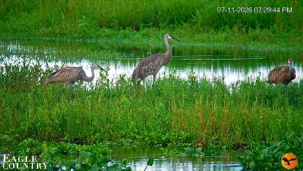 Southwest Florida River Wildlife Live Cams - Jul 11, 2026, 7:30pm EDT