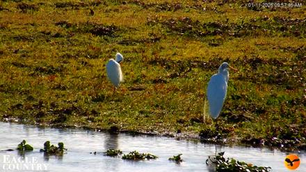 Southwest Florida River Wildlife Live Cams - Jan 11, 2026, 9:59am EST