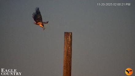 Southwest Florida River Wildlife Live Cams - Nov 20, 2025, 11:16pm EST