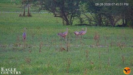Southwest Florida River Wildlife Live Cams - Aug 28, 2026, 7:46pm EDT