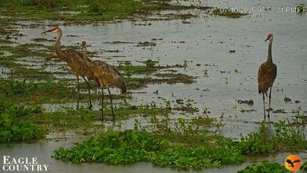 Southwest Florida River Wildlife Live Cams - Jul 10, 2026, 6:53pm EDT