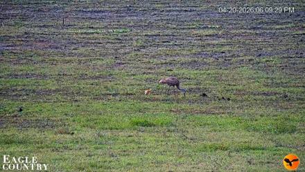 Southwest Florida River Wildlife Live Cams - Apr 20, 2026, 6:10pm EDT