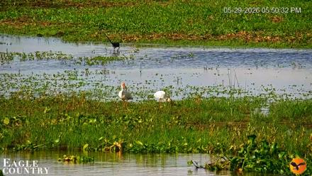 Southwest Florida River Wildlife Live Cams - May 29, 2026, 5:53pm EDT