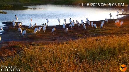 Southwest Florida River Wildlife Live Cams - Nov 15, 2025, 5:16pm EST