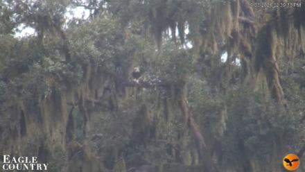 Southwest Florida River Wildlife Live Cams - Sep 3, 2026, 2:39pm EDT