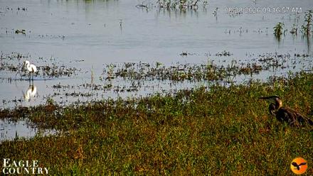 Southwest Florida River Wildlife Live Cams - Aug 28, 2026, 9:18am EDT