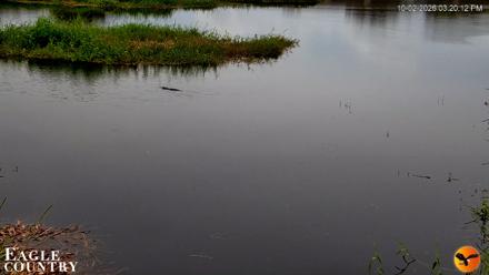 Southwest Florida River Wildlife Live Cams - Oct 2, 2026, 3:20pm EDT