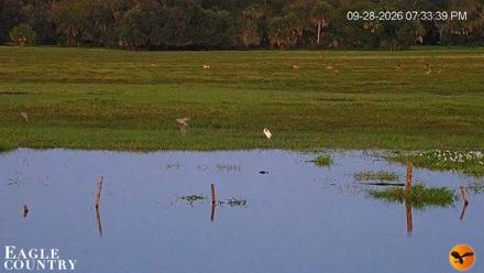 Southwest Florida River Wildlife Live Cams - Sep 28, 2026, 7:34pm EDT
