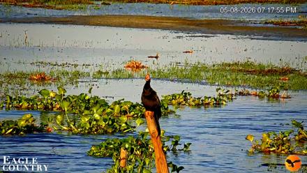 Southwest Florida River Wildlife Live Cams - May 8, 2026, 7:18pm EDT