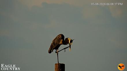 Southwest Florida River Wildlife Live Cams - May 8, 2026, 6:09pm EDT