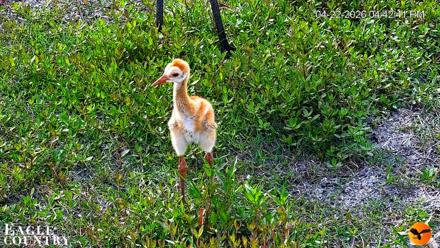 Southwest Florida River Wildlife Live Cams - Apr 22, 2026, 8:18pm EDT