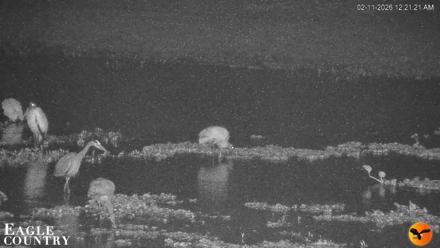 Southwest Florida River Wildlife Live Cams - Feb 11, 2026, 12:22am EST