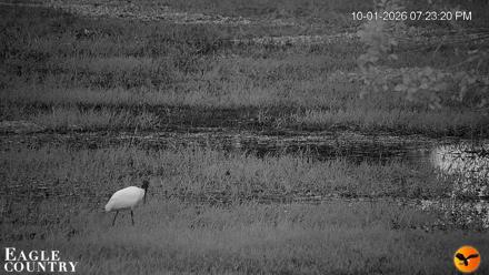 Southwest Florida River Wildlife Live Cams - Oct 1, 2026, 7:23pm EDT