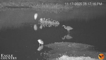 Southwest Florida River Wildlife Live Cams - Nov 17, 2025, 8:19pm EST