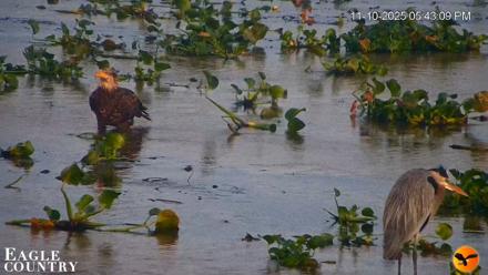 Southwest Florida River Wildlife Live Cams - Nov 10, 2025, 5:44pm EST