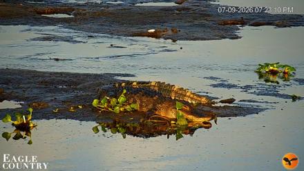 Southwest Florida River Wildlife Live Cams - Jul 9, 2026, 7:33pm EDT