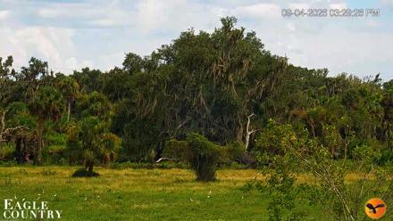 Southwest Florida River Wildlife Live Cams - Sep 4, 2026, 3:30pm EDT