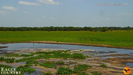 Southwest Florida River Wildlife Live Cams - Jul 9, 2026, 2:33pm EDT