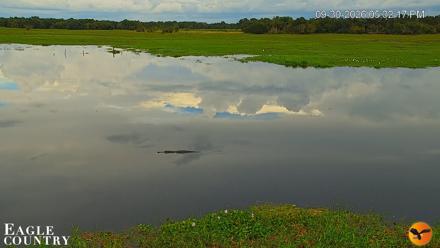 Southwest Florida River Wildlife Live Cams - Sep 30, 2026, 5:32pm EDT
