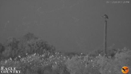 Southwest Florida River Wildlife Live Cams - Sep 11, 2026, 8:01pm EDT