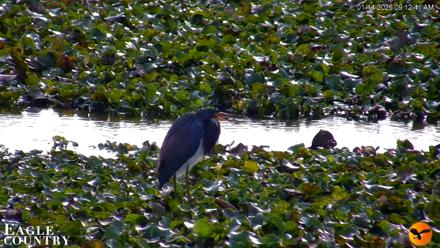 Southwest Florida River Wildlife Live Cams - Jan 14, 2026, 9:14am EST