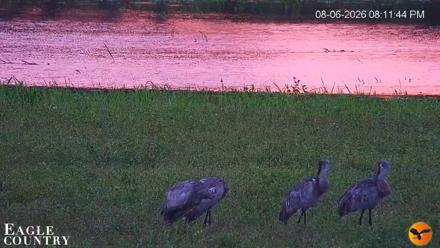 Southwest Florida River Wildlife Live Cams - Aug 6, 2026, 8:12pm EDT