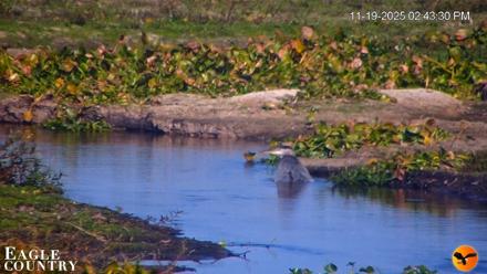 Southwest Florida River Wildlife Live Cams - Nov 19, 2025, 4:27pm EST