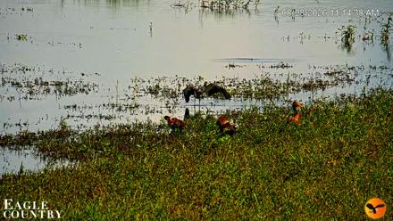 Southwest Florida River Wildlife Live Cams - Aug 28, 2026, 11:15am EDT