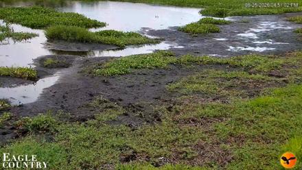 Southwest Florida River Wildlife Live Cams - Jun 25, 2026, 4:51pm EDT