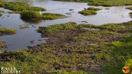 Southwest Florida River Wildlife Live Cams - Jun 28, 2026, 7:20pm EDT