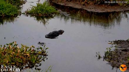 Southwest Florida River Wildlife Live Cams - Jun 9, 2026, 9:24am EDT