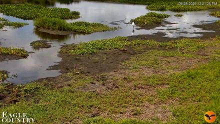 Southwest Florida River Wildlife Live Cams - Jun 28, 2026, 12:22pm EDT