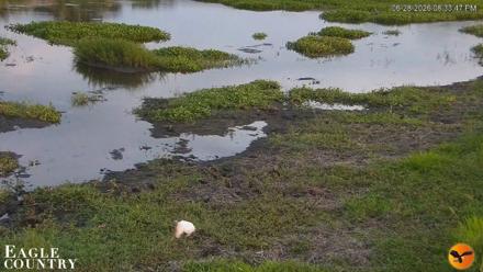 Southwest Florida River Wildlife Live Cams - Jun 28, 2026, 8:34pm EDT