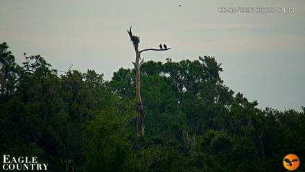Southwest Florida River Wildlife Live Cams - Aug 5, 2026, 6:02pm EDT
