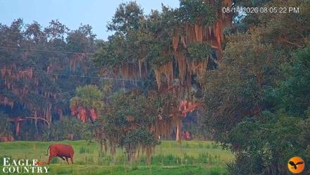 Southwest Florida River Wildlife Live Cams - Aug 14, 2026, 8:05pm EDT