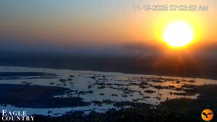 Southwest Florida River Wildlife Live Cams - Nov 19, 2025, 7:26am EST