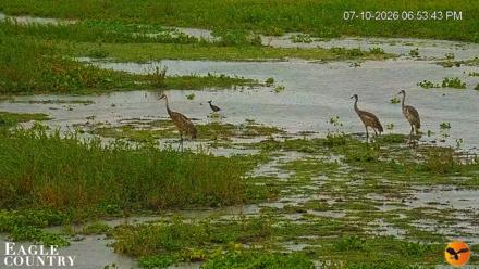 Southwest Florida River Wildlife Live Cams - Jul 10, 2026, 6:54pm EDT