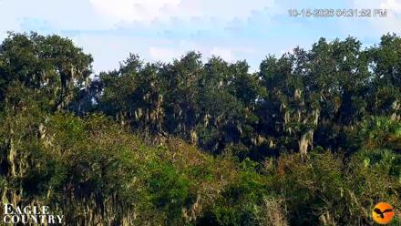 Southwest Florida River Wildlife Live Cams - Oct 15, 2026, 4:32pm EDT