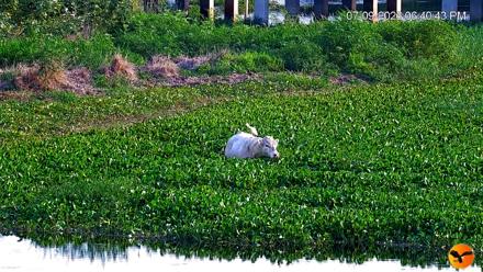 Southwest Florida River Wildlife Live Cams - Jul 9, 2026, 6:41pm EDT
