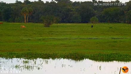 Southwest Florida River Wildlife Live Cams - Aug 14, 2026, 7:18pm EDT