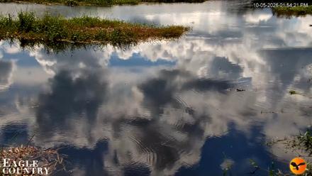 Southwest Florida River Wildlife Live Cams - Oct 5, 2026, 1:54pm EDT