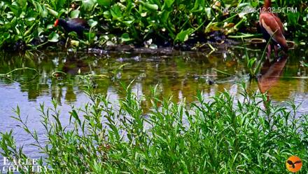 Southwest Florida River Wildlife Live Cams - Jun 23, 2026, 12:34pm EDT