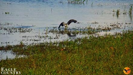 Southwest Florida River Wildlife Live Cams - Aug 28, 2026, 9:48am EDT